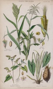 Mijo; Maíz; Alforfón; Taro de W. Fitch