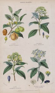 Nuez Moscada; Canela; Clavo; Pimienta de Jamaica de W. Fitch