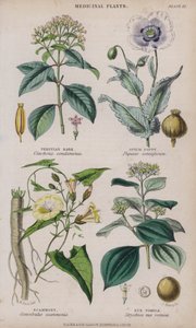 Corteza de Perú; Amapola de Opio; Escamonea; Nuez Vómica de W. Fitch
