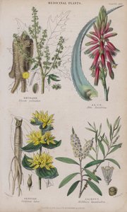 Ruibarbo; Aloe; Genciana; Cajeput