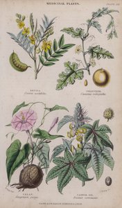 Sen; Coloquíntida; Jalapa; Aceite de Ricino