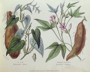 Ñame y Batata de W. Fitch