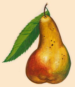 Pera con hoja, dibujo