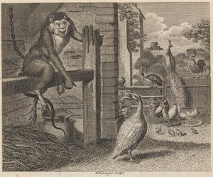 El babuino y las aves de corral de W. Grainger
