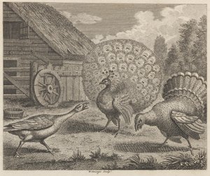 El pavo real, el pavo y la oca de W. Grainger