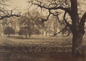 Parque Windsor, alimentación de ciervos, 1850s de W. H. Nicholl