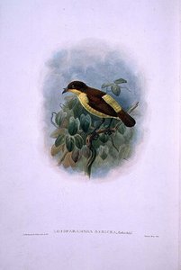 Loboparadisea serica, Ave del Paraíso de Pico de Agua (litografía en color)
