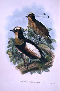 Ave del Paraíso de Seis Hilos de la Reina Carola de W. and Keulemans J.G. Hart