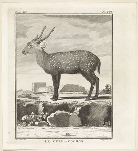 Hert
Le Cerf-Cochon (título en el objeto) de W. Tringham