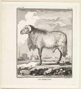 Ram
Le Morvant (título en el objeto) de W. Tringham