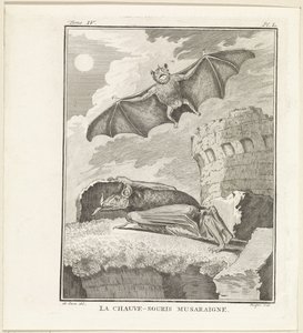 Vleermuizen
El murciélago musaraña (título en el objeto) de W. Tringham