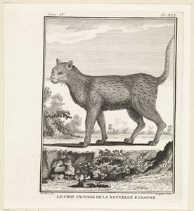 Wilde kat
El gato montés de la nueva España (título en el objeto) de W. Tringham