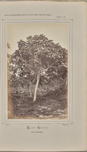 Ficus carica, en Niza (Alpes Marítimos)
