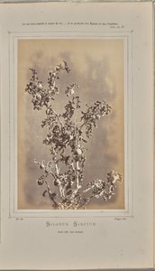 Solanum sanctum, cuelli en Èze (Alpes Marítimos)