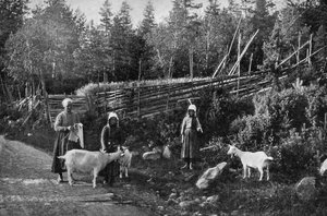Cría de cabras en Dalarna, Suecia, 1908-1909 de Wald Zachrisson