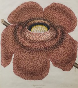 Flor de Rafflesia arnoldii de Waldell