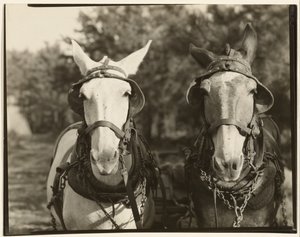 [Dos Mulas, Condado de Hale, Alabama]