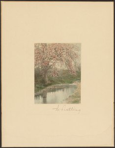 [Árbol en flor] de Wallace Nutting