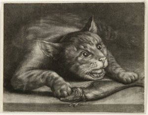 Gato con un pez de Wallerant Vaillant