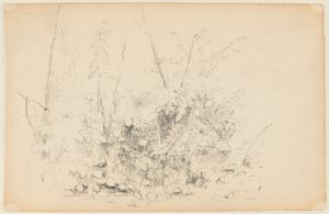 Boceto de Plantas Silvestres de Walter Clark