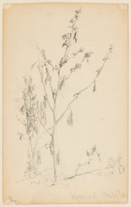 Estudio de cardos de Walter Clark