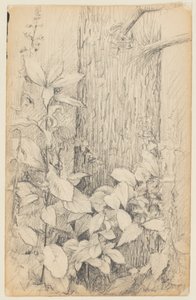 Estudio de maleza de Walter Clark