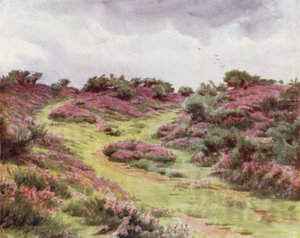 El Nuevo Bosque: Brezo de campana en Setley Plain de Walter Frederick Roofe Tyndale