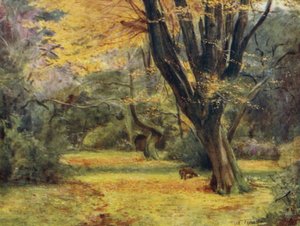 El Nuevo Bosque: Arces, cerca de Queen