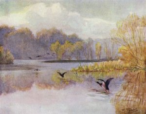 El Nuevo Bosque: La piscina en Minstead Mill de Walter Frederick Roofe Tyndale