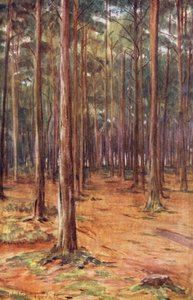 Wessex: Pinares cerca de Bournemouth (litografía en color)