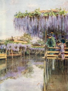 Glicinas en Kameido