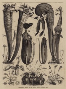 Plantas Carnívoras en los Jardines Botánicos Reales, Kew de Walter Granville Smith