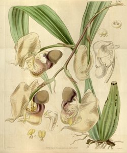 Coryanthes maculata de Walter Hood Fitch
