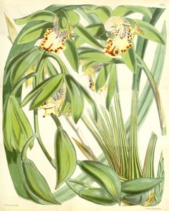 Cymbidium hookerianum de Walter Hood Fitch