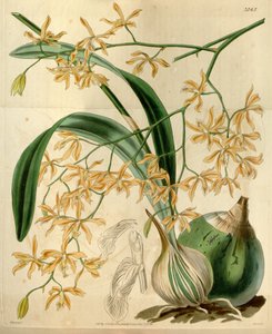 Encyclia candollei de Walter Hood Fitch