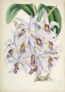 Ilustración de Schomburgkia superbiens (Orig. Laelia superbiens) de Walter Hood Fitch