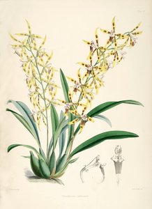 Odontoglossum lindleyanum de Walter Hood Fitch