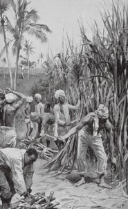 Coolies de Trinidad trabajando en un cañaveral (litografía) de Walter Paget