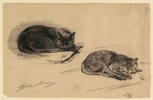 Estudio de gatos