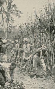 Trabajadores coolies en un campo de caña en Trinidad de Walter Stanley Paget