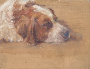 cabeza de perro (estudio)