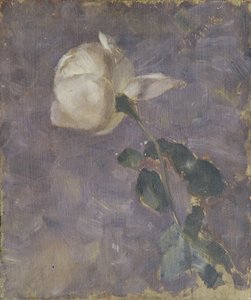 Rosa de Walther Gamerith