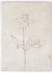 Rosa de Walther Gamerith