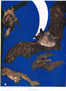 Murciélagos británicos, ilustración de 