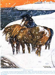 Ponis de Shetland, ilustración de 