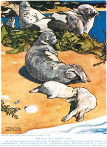 La foca gris, ilustración de 