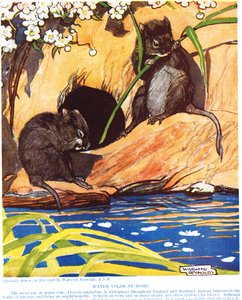 Ratas de agua en casa, ilustración de 