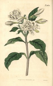 Corona de Nerón - Flor de molinete, Tabernaemontana divaricata (rosal de hoja ancha, Nerium coronarium). Grabado botánico coloreado a mano por Weddell, tomado de la revista Curtis