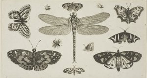Una libélula, mariquitas y mariposas, de Diversae Insectorum...Figurae de Wenceslaus Hollar