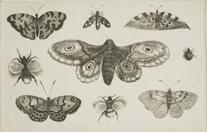 Una polilla, mariposas y abejas de Wenceslaus Hollar